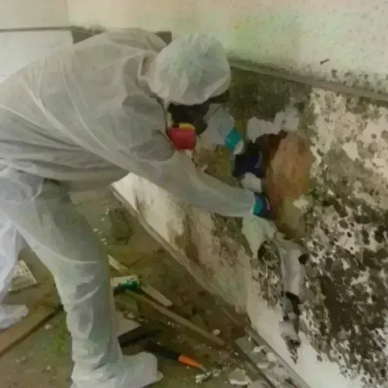 Mold Remediation and Removal in Oak Leaf, TX